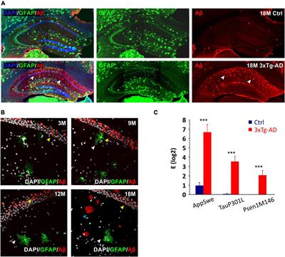 Compromised Astrocyte Swelling/Volume Regulation in the Hippocampus of the Triple Transgenic Mouse Model of Alzheimer’s Disease